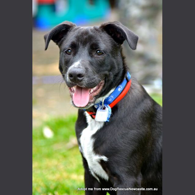 Patch Staffy x Cattle Dog Medium Male Australian Cattle Dog x Staffordshire Bull Terrier Dog