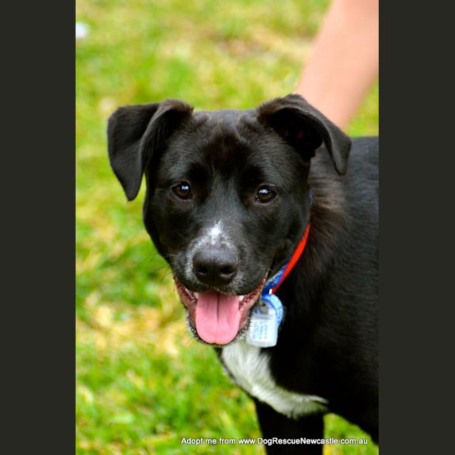 Photo of Patch ~ Staffy X Cattle Dog