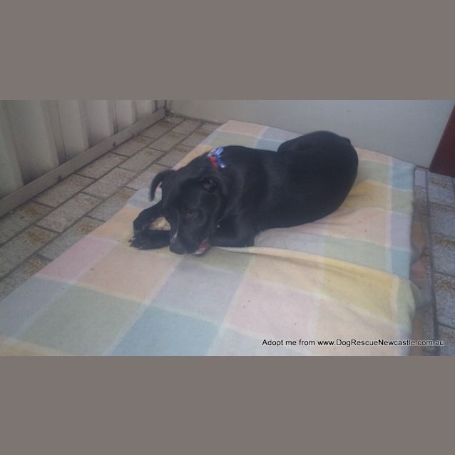 Photo of Patch ~ Staffy X Cattle Dog