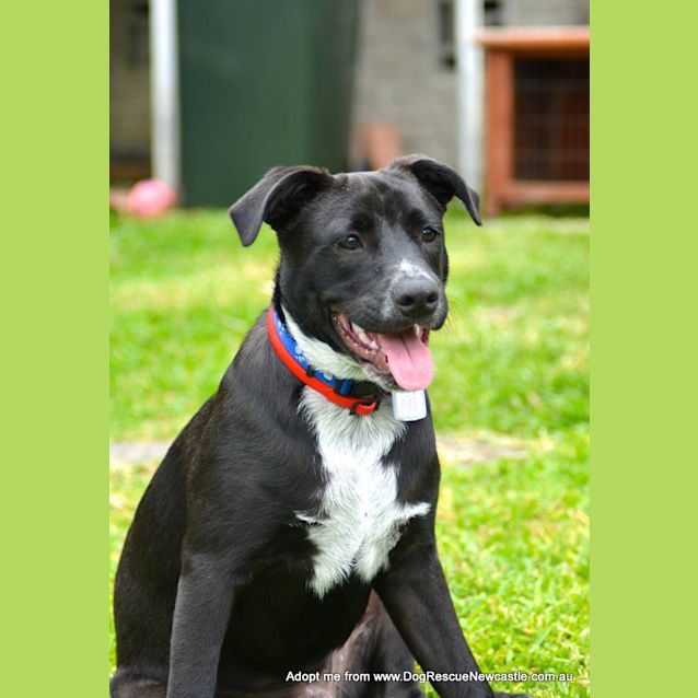 Photo of Patch ~ Staffy X Cattle Dog