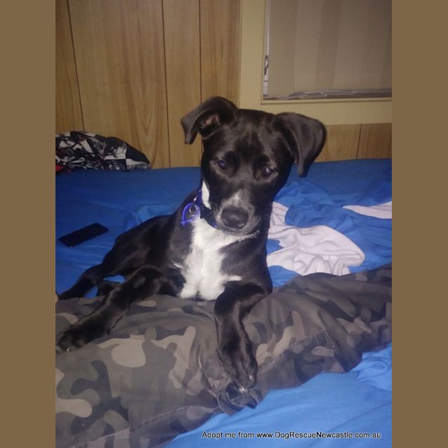 Photo of Patch ~ Staffy X Cattle Dog