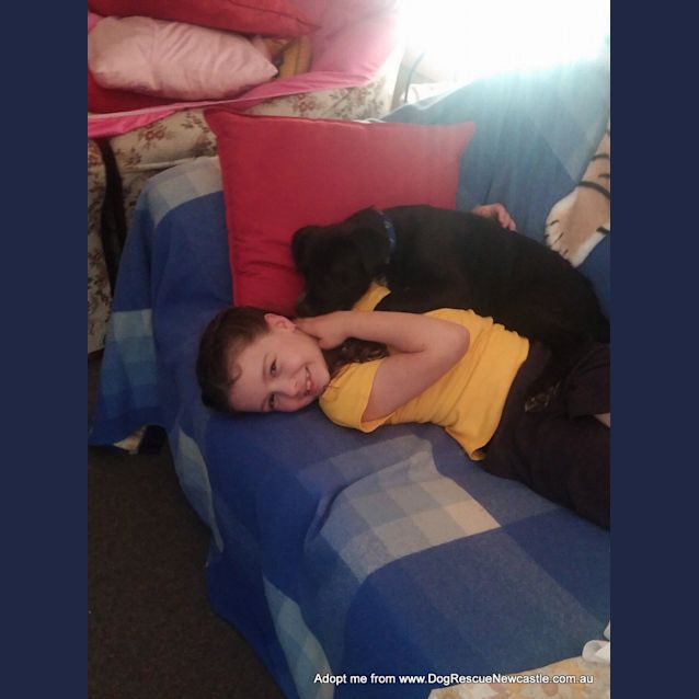 Photo of Patch ~ Staffy X Cattle Dog