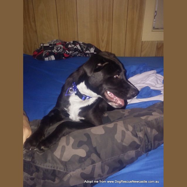 Photo of Patch ~ Staffy X Cattle Dog