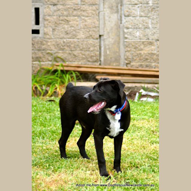 Photo of Patch ~ Staffy X Cattle Dog