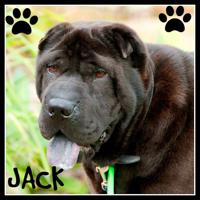 Photo of Gentleman Jack ~ Shar Pei (Trial 1/4/15)