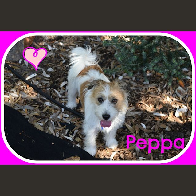 Photo of Peppa ~ Foxy X Jack Russel (On Trial 1.4.15)