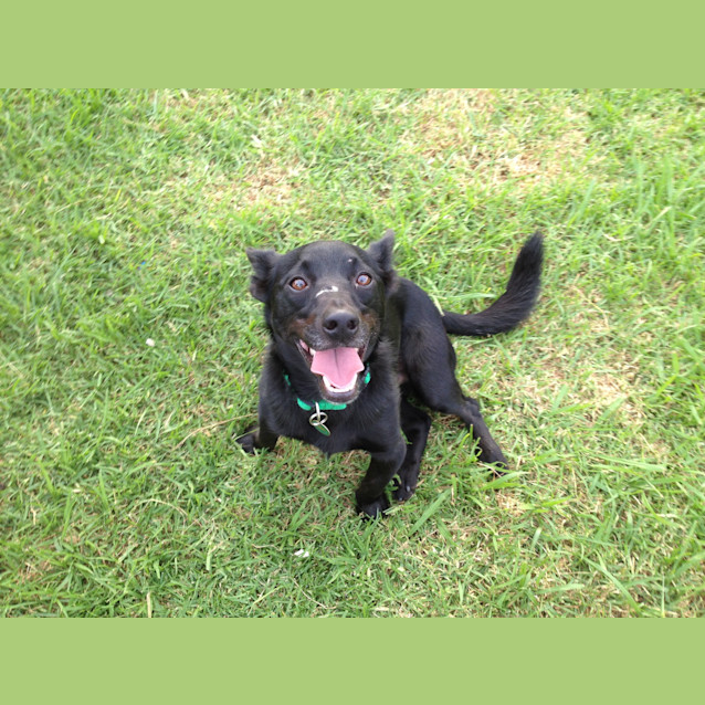 Photo of Smudgey ~ Located Parramatta Area