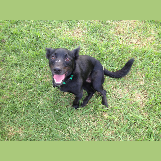 Photo of Smudgey ~ Located Parramatta Area