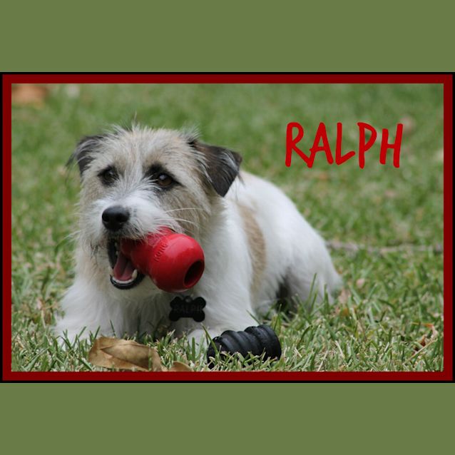 Photo of Ralph ~ Jack Russell   (On Trial 12/4/15)