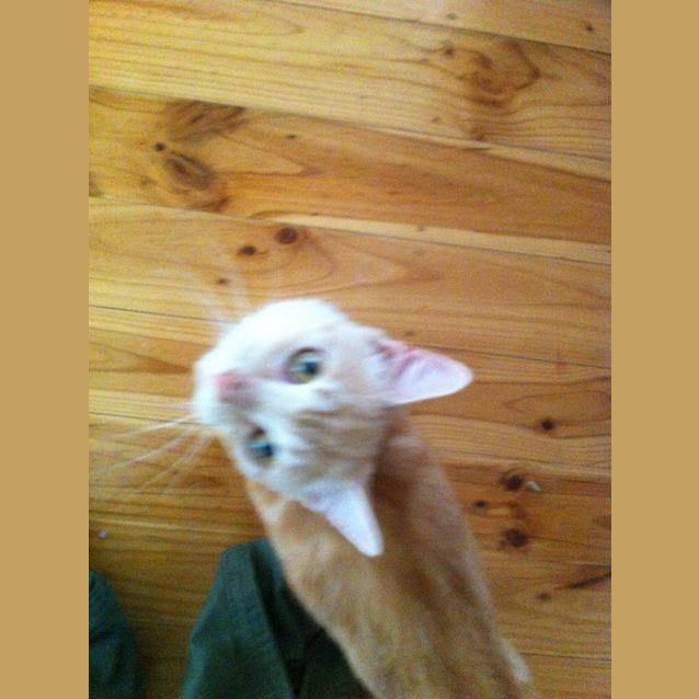 Photo of Honey