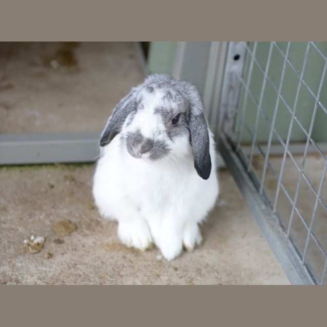 Photo of Pepper ~ #1501474