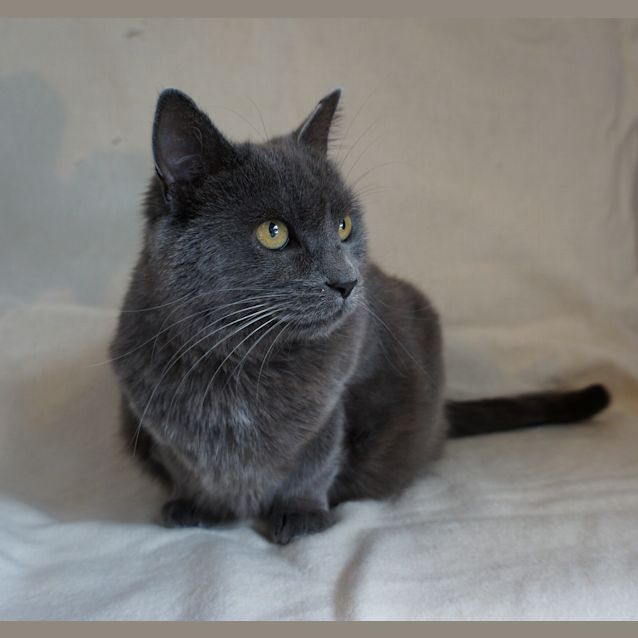 Photo of Porter