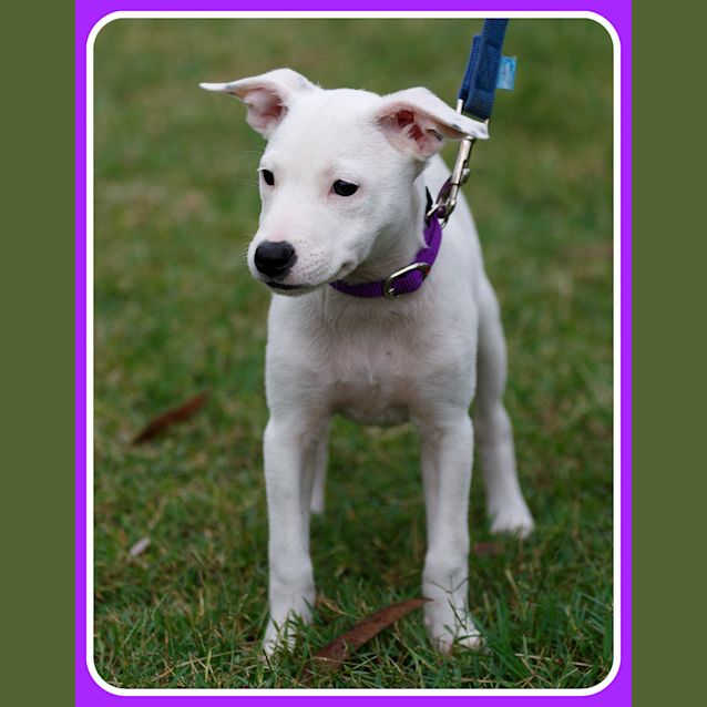 Photo of Bindi Boo ~ On Trial 25/4/15