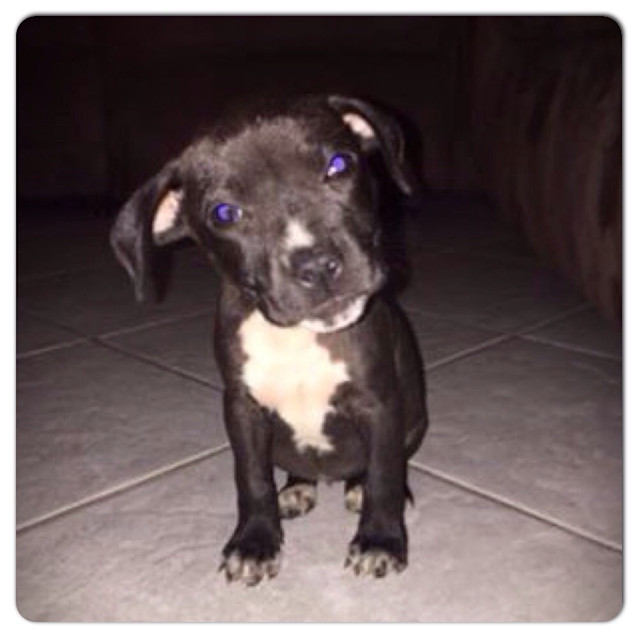 Photo of Venus ** An Adorable Pup **