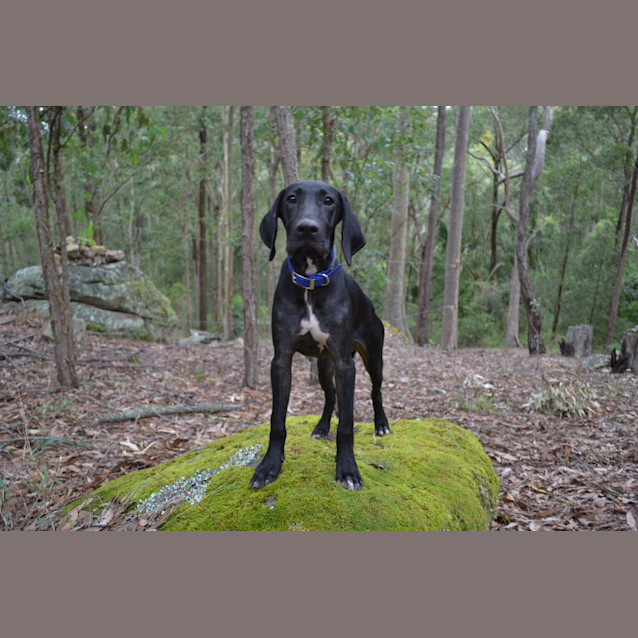Photo of Moose