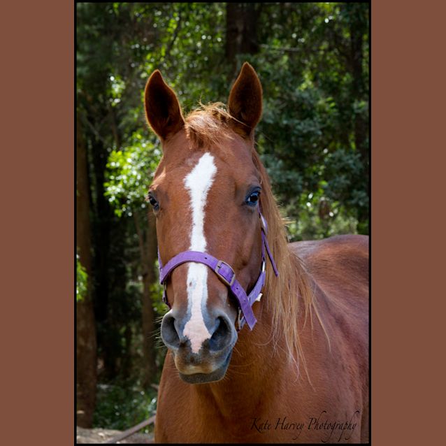 Photo of Bostons Whisper
