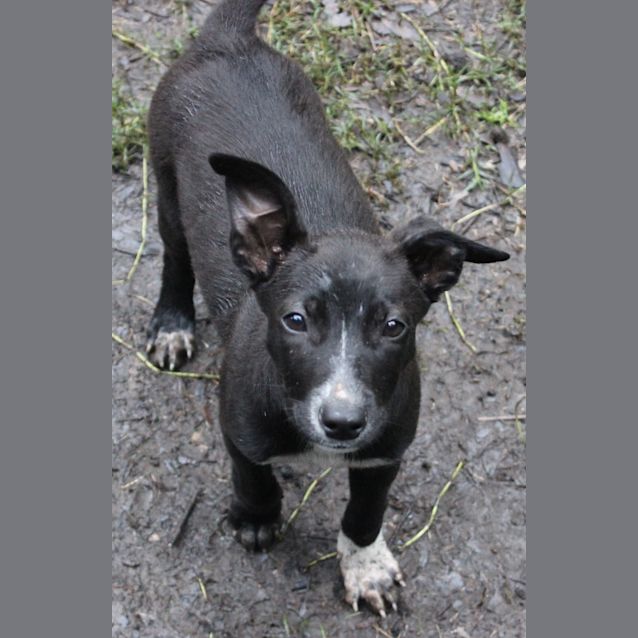 Photo of Stella