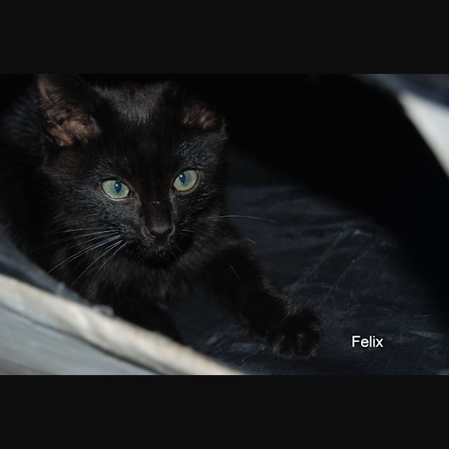 Photo of Felix