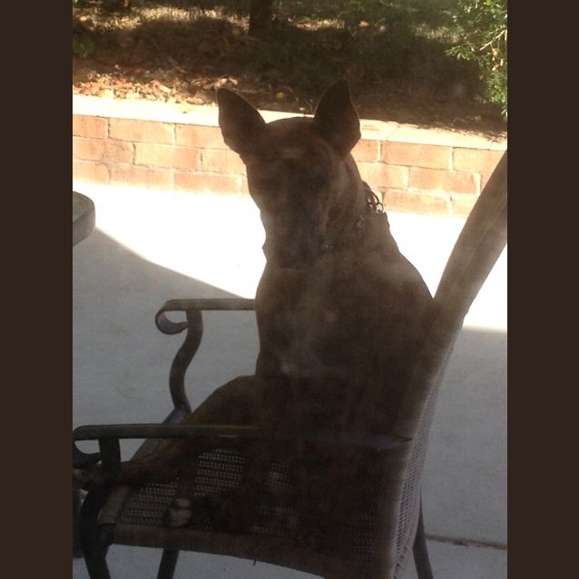 Photo of Dusty (Adoption Pending)