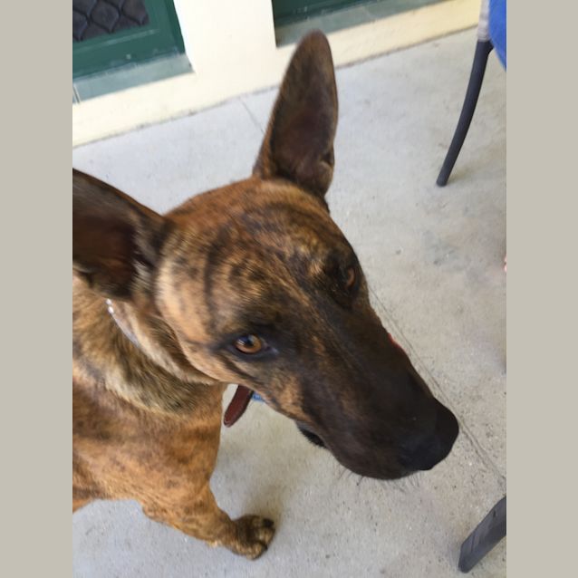 Photo of Dusty (Adoption Pending)