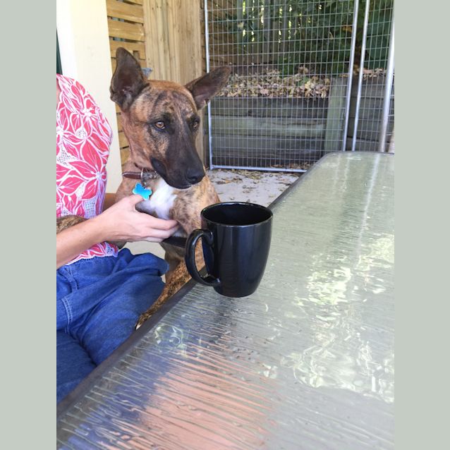 Photo of Dusty (Adoption Pending)