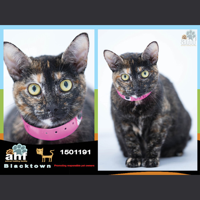 Photo of Misty ~ #1501191