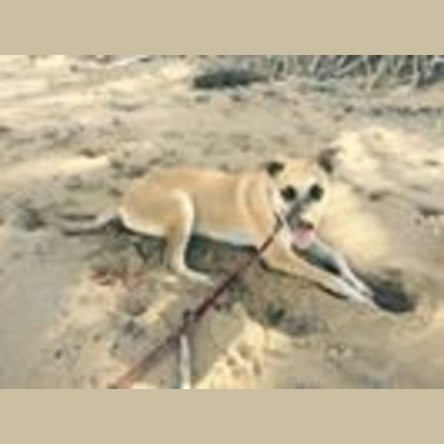 Photo of Aston (At Rspca Big Adopt Day Sept 19 Brisbane)