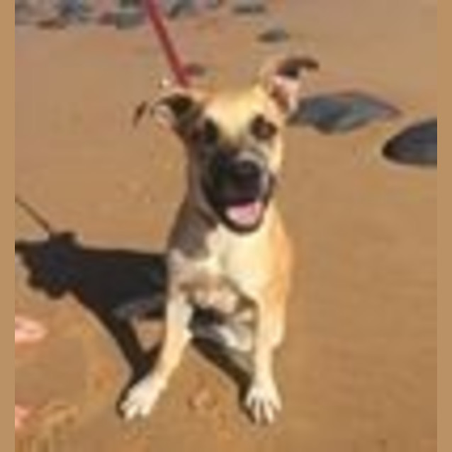 Photo of Aston (At Rspca Big Adopt Day Sept 19 Brisbane)