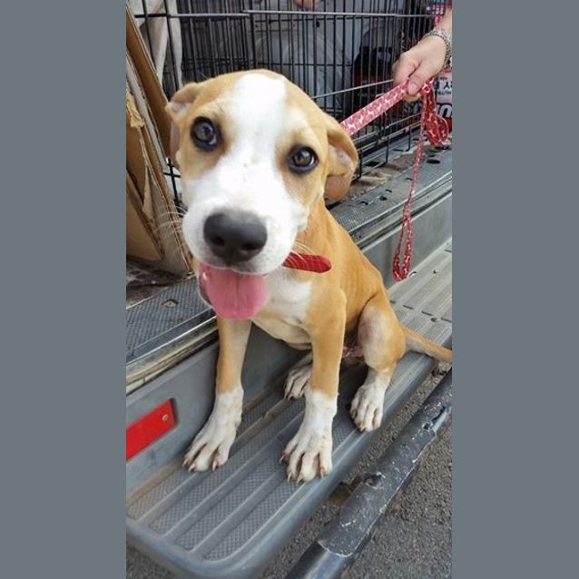Photo of Buddy (Adoption Pending)