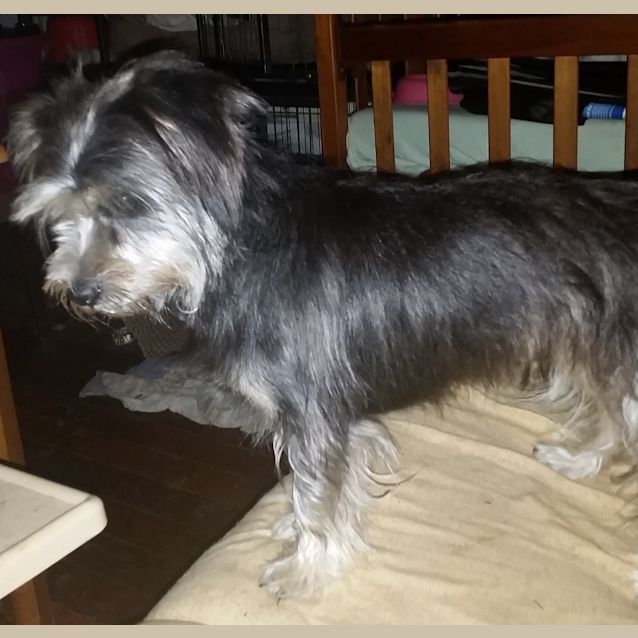 Photo of Poppy (Adoption Pending)