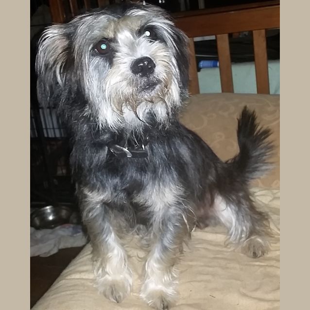 Photo of Poppy (Adoption Pending)