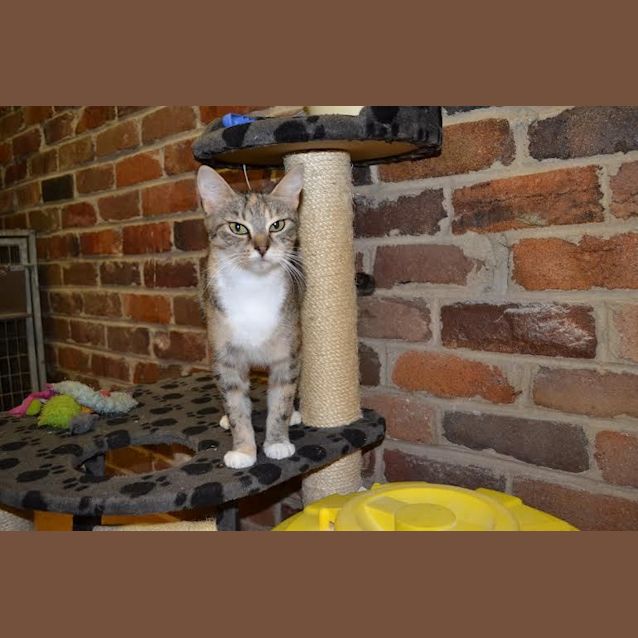 Photo of Young Cats And Kittens Urgently Need Rescuing!!! 