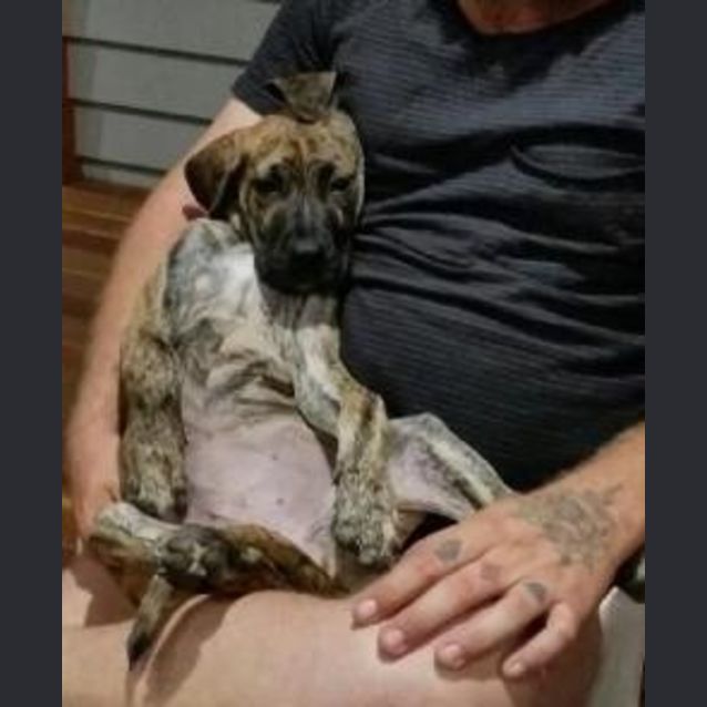 Photo of Ariel (Adoption Pending)
