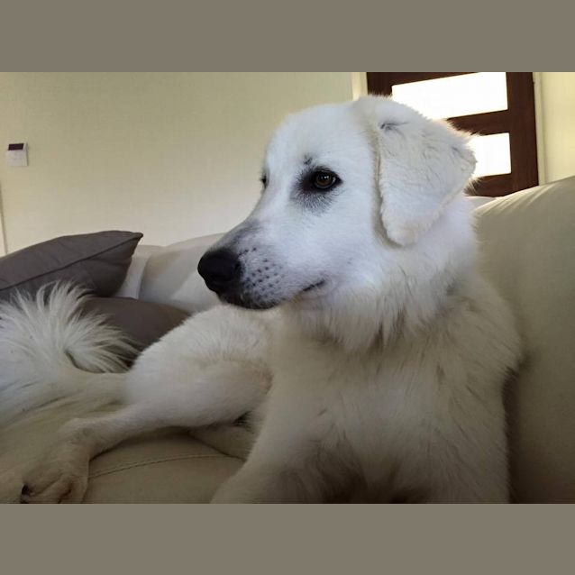Photo of Jasper Adoption Pending