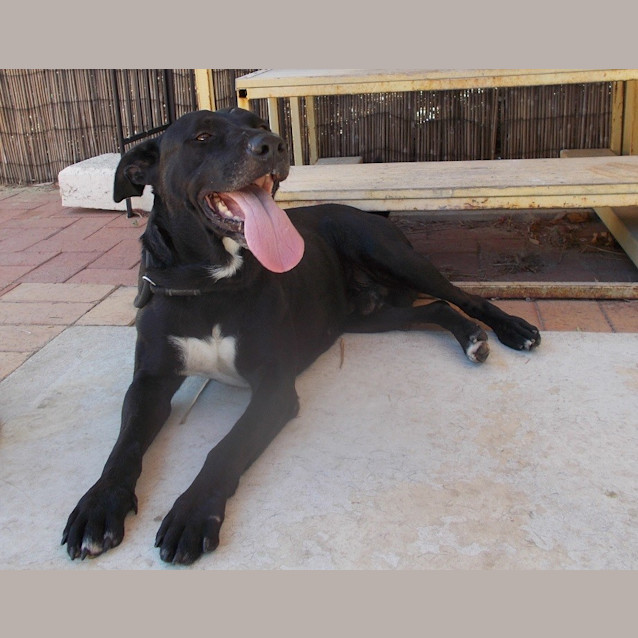 Photo of Domino