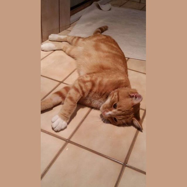 Photo of Rio (On Trial)