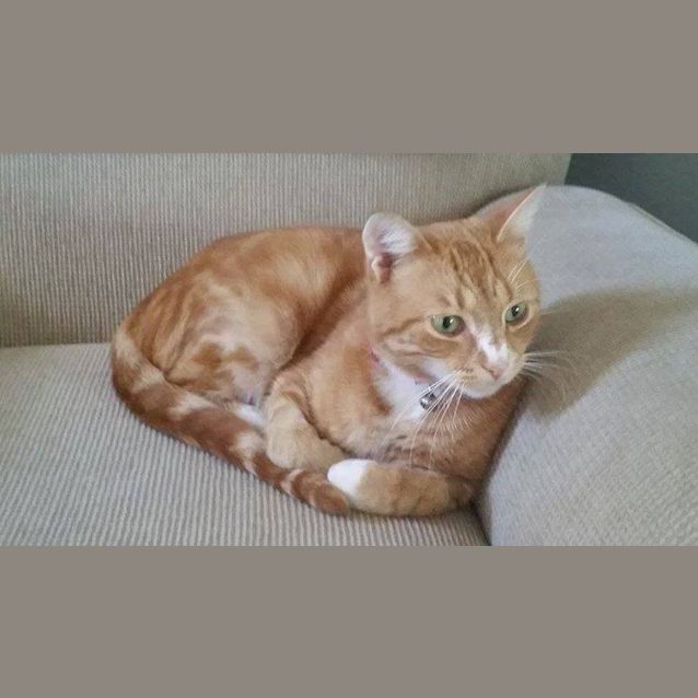 Photo of Rio (On Trial)