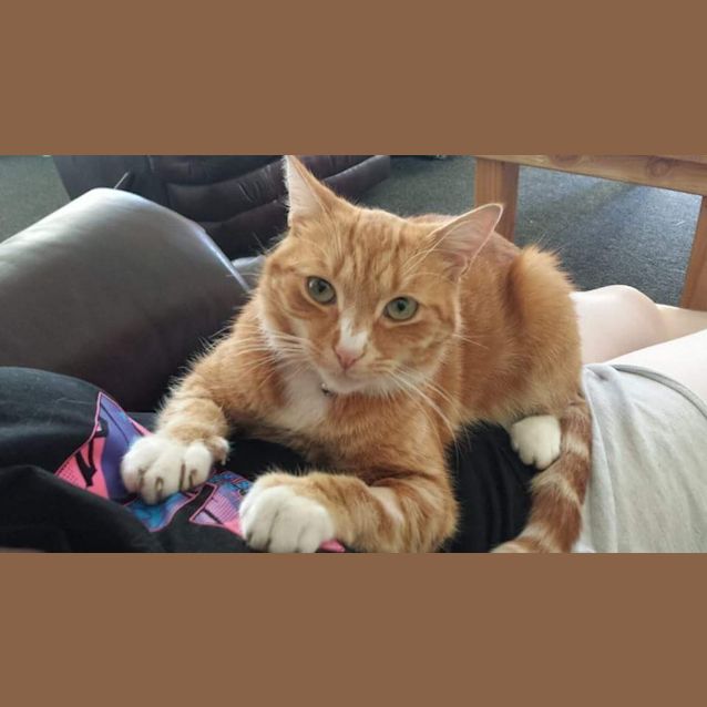 Photo of Rio (On Trial)