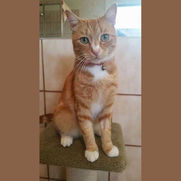 Photo of Rio (On Trial)