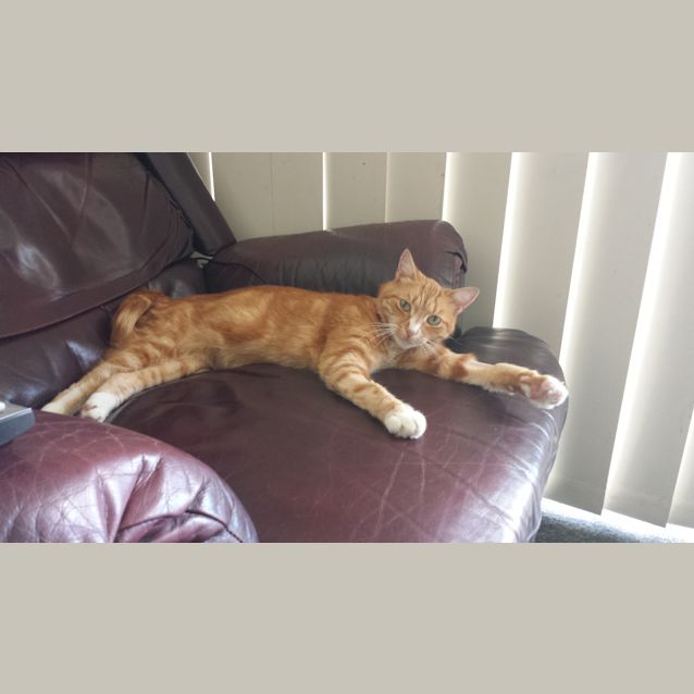 Photo of Rio (On Trial)