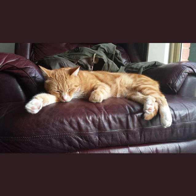 Photo of Rio (On Trial)