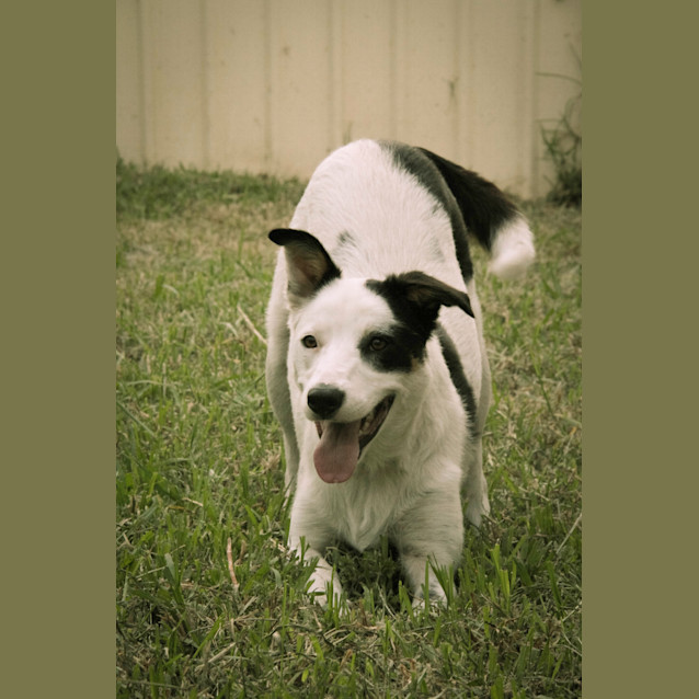 Photo of Coco ~ Border Collie X (On Trial 4/4/15)