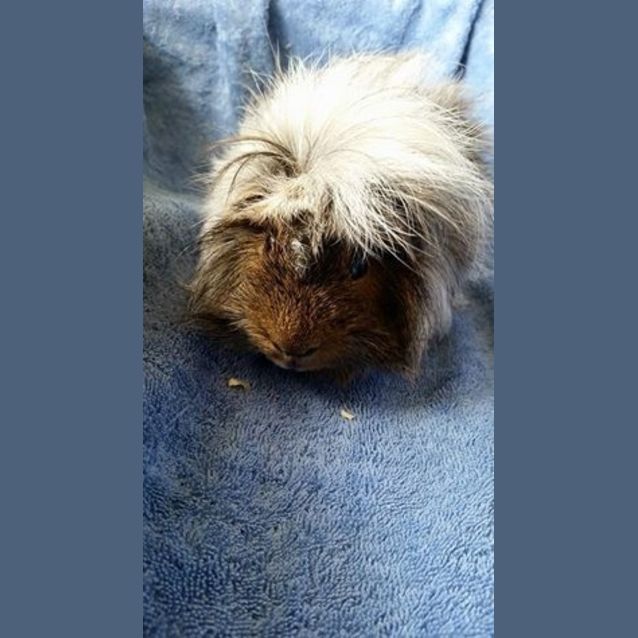 Photo of Scruffy