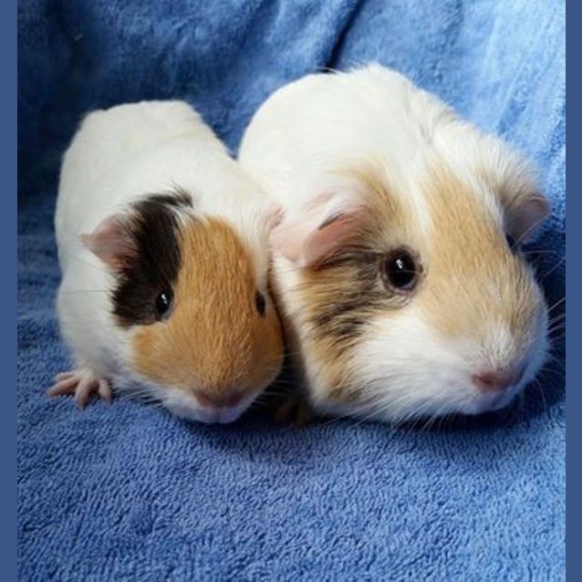 Photo of Madaline And Twinkle