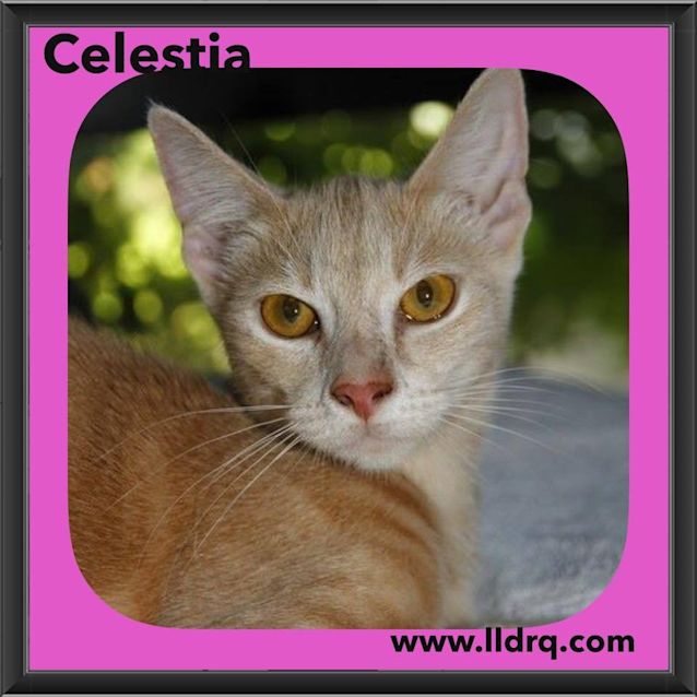 Photo of Celestia 