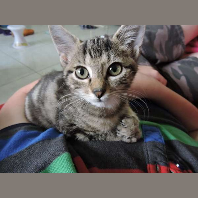 Photo of Koda