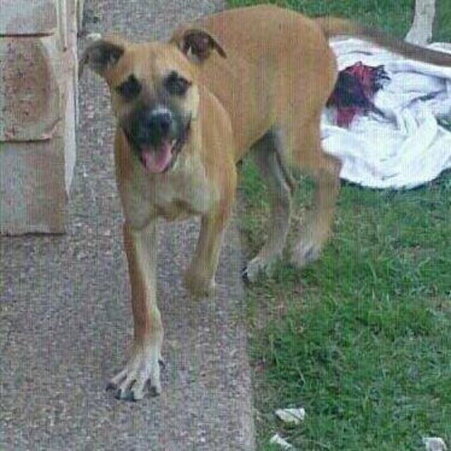 Photo of Aston (At Rspca Big Adopt Day Sept 19 Brisbane)