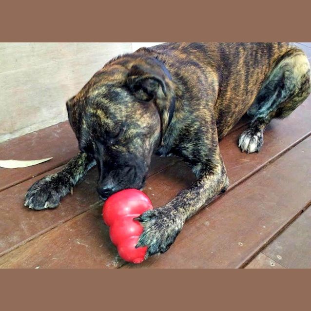Photo of Caesar ~ Mastiff X Staffy (On Trial 1/10/15)
