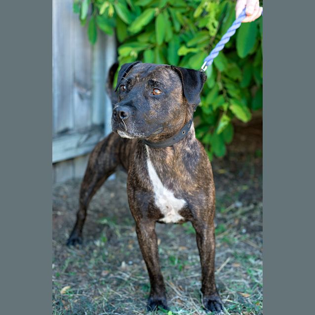 Photo of Tyson