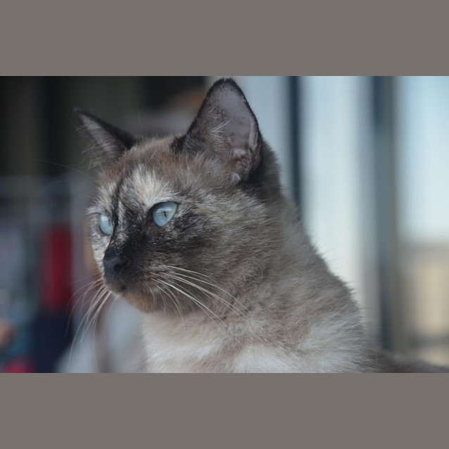 Photo of Miss Truffles